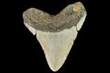 Fossil Megalodon Tooth - North Carolina #109725-2